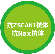 抗ZSCAN1抗体抗Nax抗体