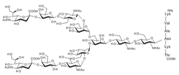 α2,3-SGP