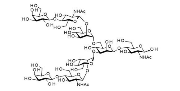 Asialoglycan